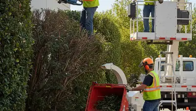 Phoenix, AZ shrub removal by Arbor Tree Care for dead and overgrown landscape cleanup