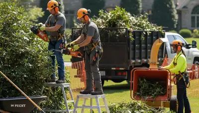 Phoenix, AZ shrub removal by Arbor Tree Care clearing overgrown shrubs for a tidy landscape