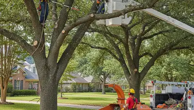 Professional tree pruning service in Phoenix, AZ for healthier, safer trees
