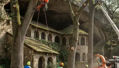 Tree service crew in Phoenix, AZ providing professional tree removal and trimming services