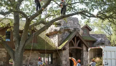 Tree service crew in Phoenix, AZ providing safe tree removal for a residential property