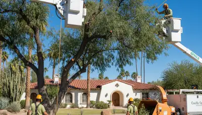 Tree service crew in Phoenix, AZ providing professional tree removal and trimming support