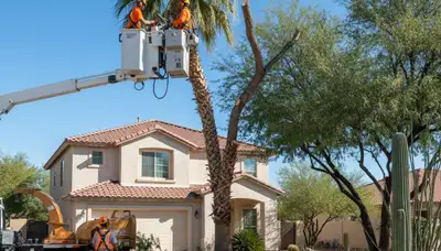 Tree service crew in Phoenix, AZ providing professional tree removal and trimming services