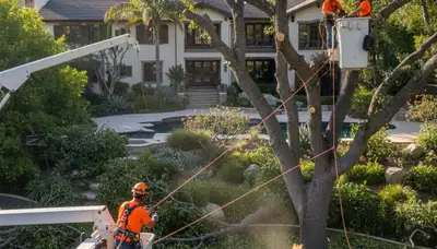 Tree service crew in Phoenix, AZ providing professional tree removal and trimming services