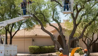 Tree service crew in Phoenix, AZ providing professional tree removal and trimming services