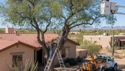 Tree service crew in Phoenix, AZ providing professional tree removal and trimming services