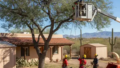 Tree service crew in Phoenix, AZ providing professional tree removal and trimming services