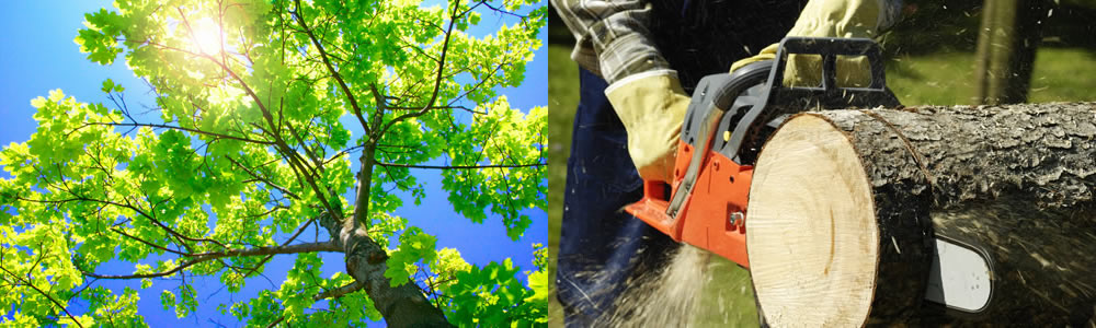 Tree Services Tolleson